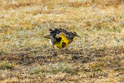 Close-up of eagle on field