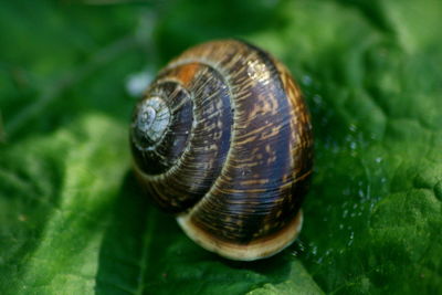 Close-up of snail