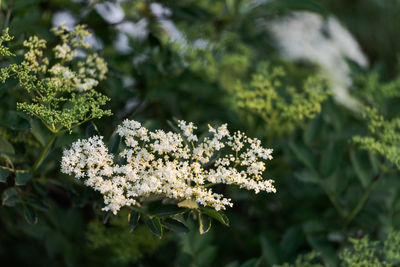 Close-up of white flowering plant