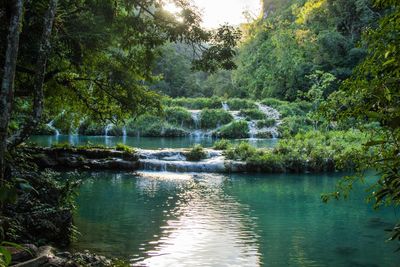 Scenic view of river amidst trees in forest