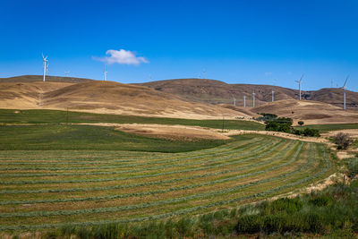 Scenic view of agricultural field against blue sky