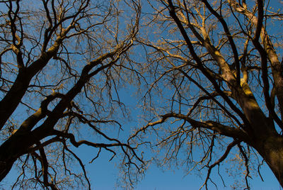 Low angle view of bare tree against clear sky
