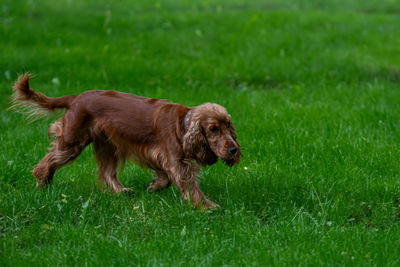 Red-haired english cocker-spaniel on the green grass