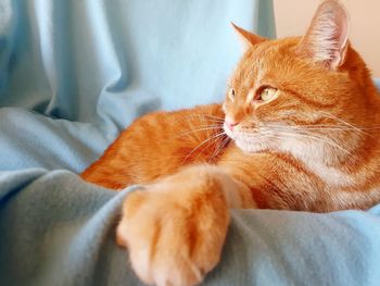 Close-up of a cat