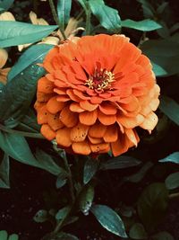 Close-up of orange flowering plant