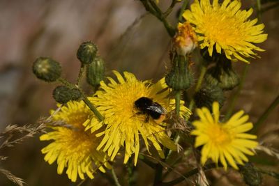 Close-up of bee on yellow flower