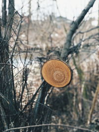 Close-up of tree trunk in forest