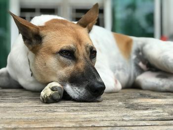 Close-up of dog resting on floor