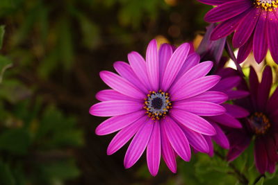 Close-up of fresh pink flowers blooming outdoors