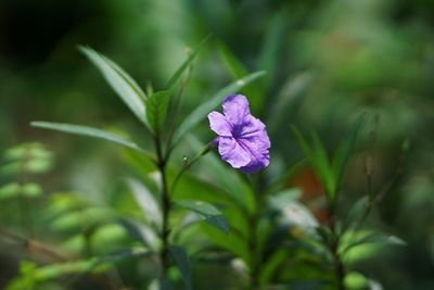 Close-up of purple flowering plant