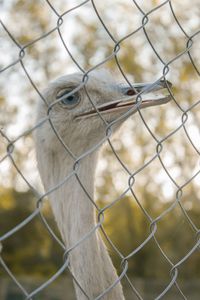 Close-up of ostrich fence in zoo