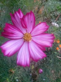 Close-up of pink flower blooming on field