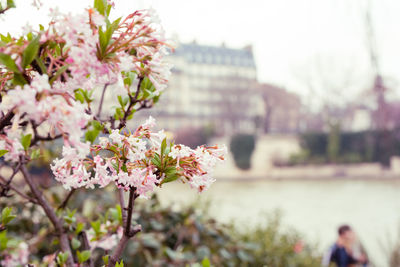 Close-up of flower in city