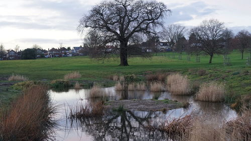 Trees on field by lake against sky