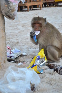 Monkey sitting outdoors
