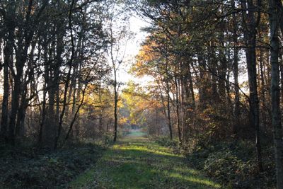 Road amidst trees in forest during autumn