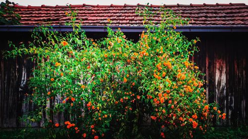 Flowers growing on roof of building