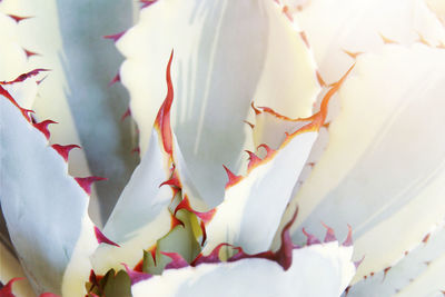 Close-up of white flowering plants