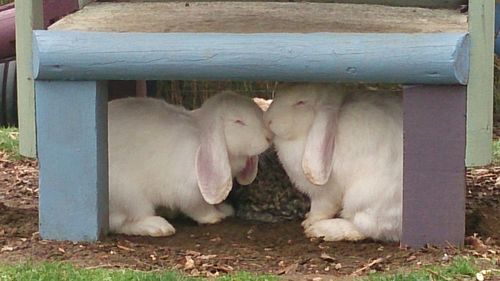 Close-up of a dog resting