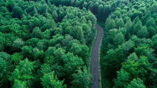 Aerial view of road amidst trees