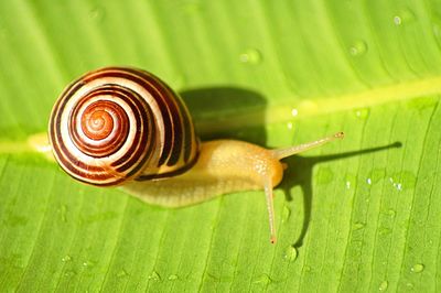 Close-up of snail on wet leaf