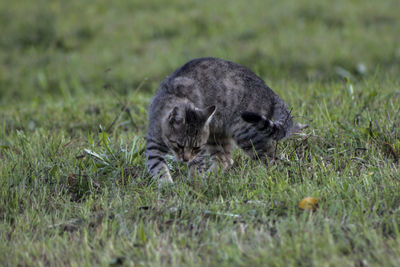 View of a rabbit on field