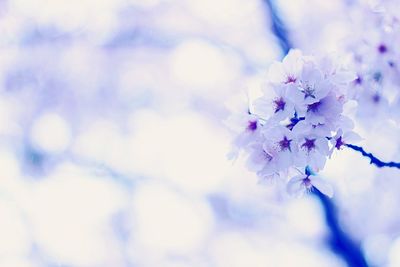 Close-up of flowers on branch