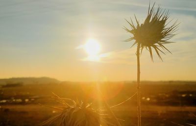 Scenic view of grassy field against sky during sunset