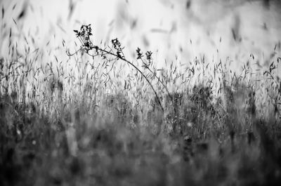 Close-up of flowering plants on field