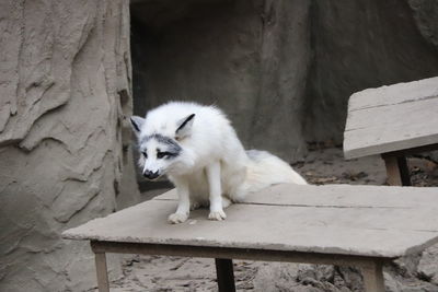 White cat sitting on bench