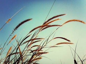 Low angle view of plants against blue sky