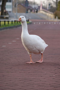 Goose walks around a street in the center of the city of woerden