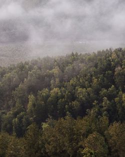 Trees in forest against sky