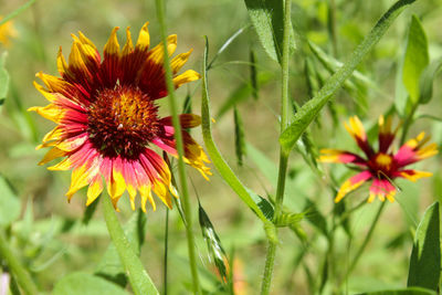 Close-up of pink flowers blooming outdoors