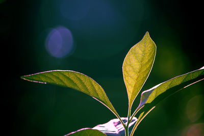 Close-up of plant leaves