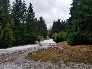 Scenic view of forest against sky