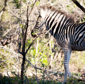 Zebras in a forest