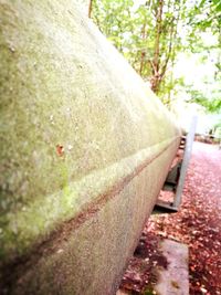 Close-up of tree trunk in park