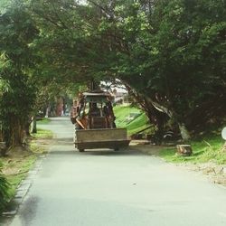 Trees along road