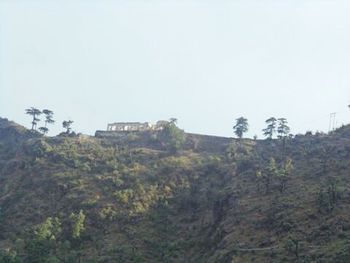 Trees on landscape