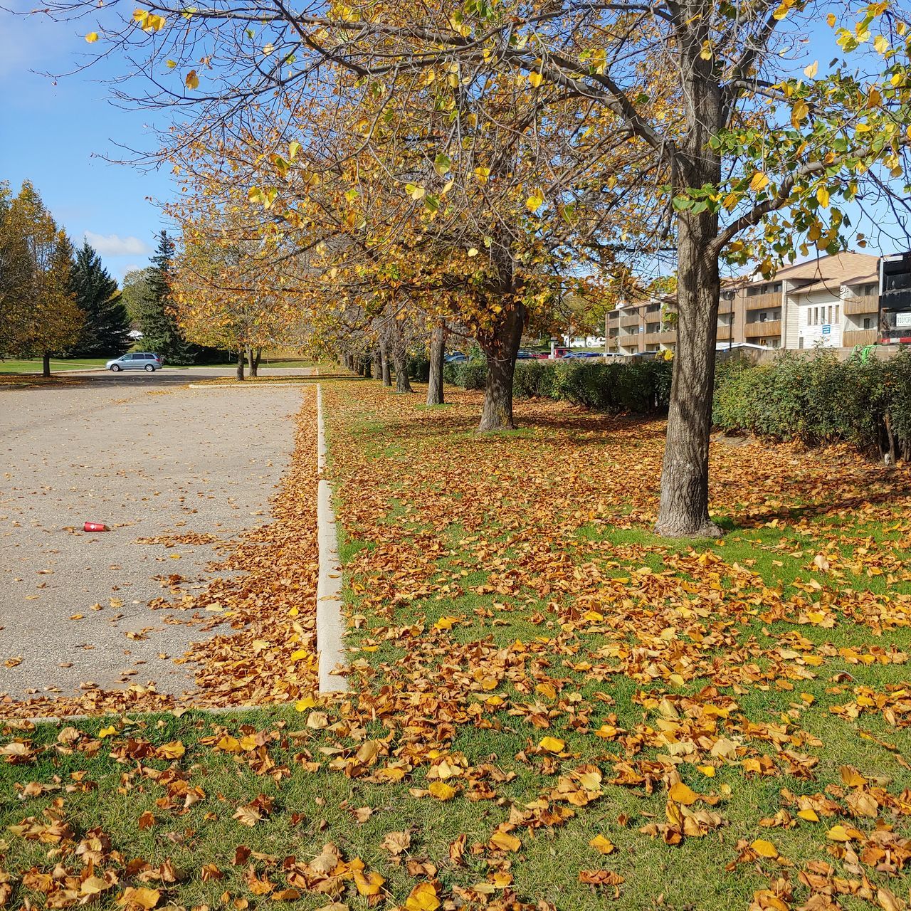 AUTUMN LEAVES IN PARK