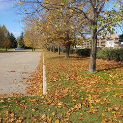 Trees growing in park during autumn