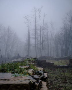 Trees in cemetery against sky