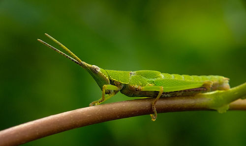 Close-up of grasshopper on leaf