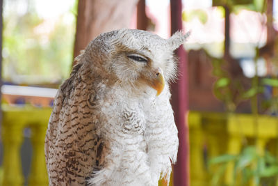 Close-up of owl looking away