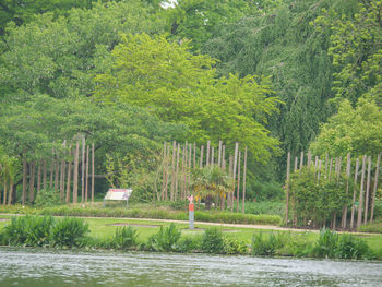 Scenic view of lake in forest