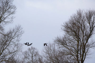 Low angle view of eagle flying against clear sky