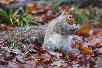 Close-up of squirrel on field during autumn