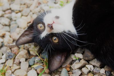 High angle view of cat lying on rocks