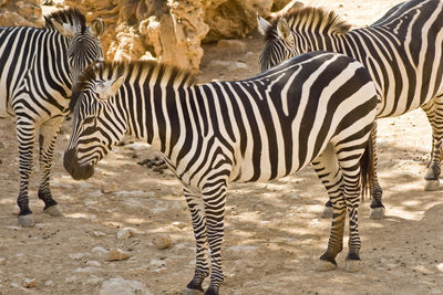 Zebra standing zebras